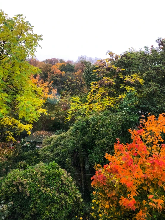 a tree - lined road is shown with fall colors