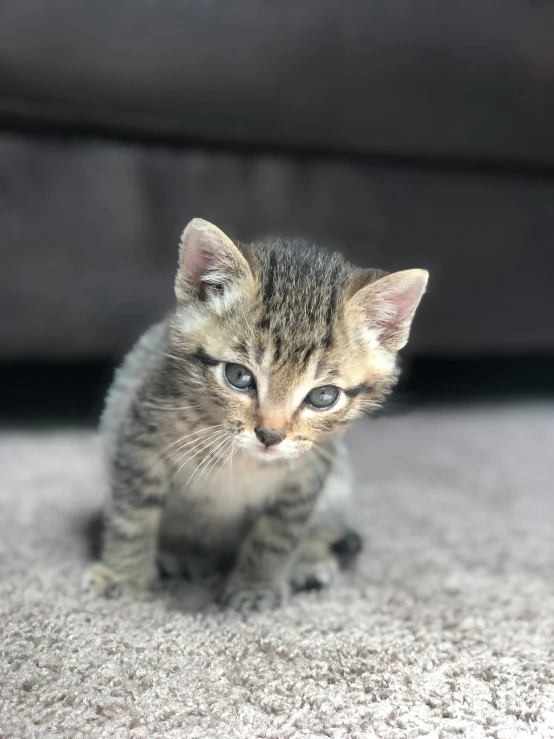 a kitten sits on the floor and looks towards the camera