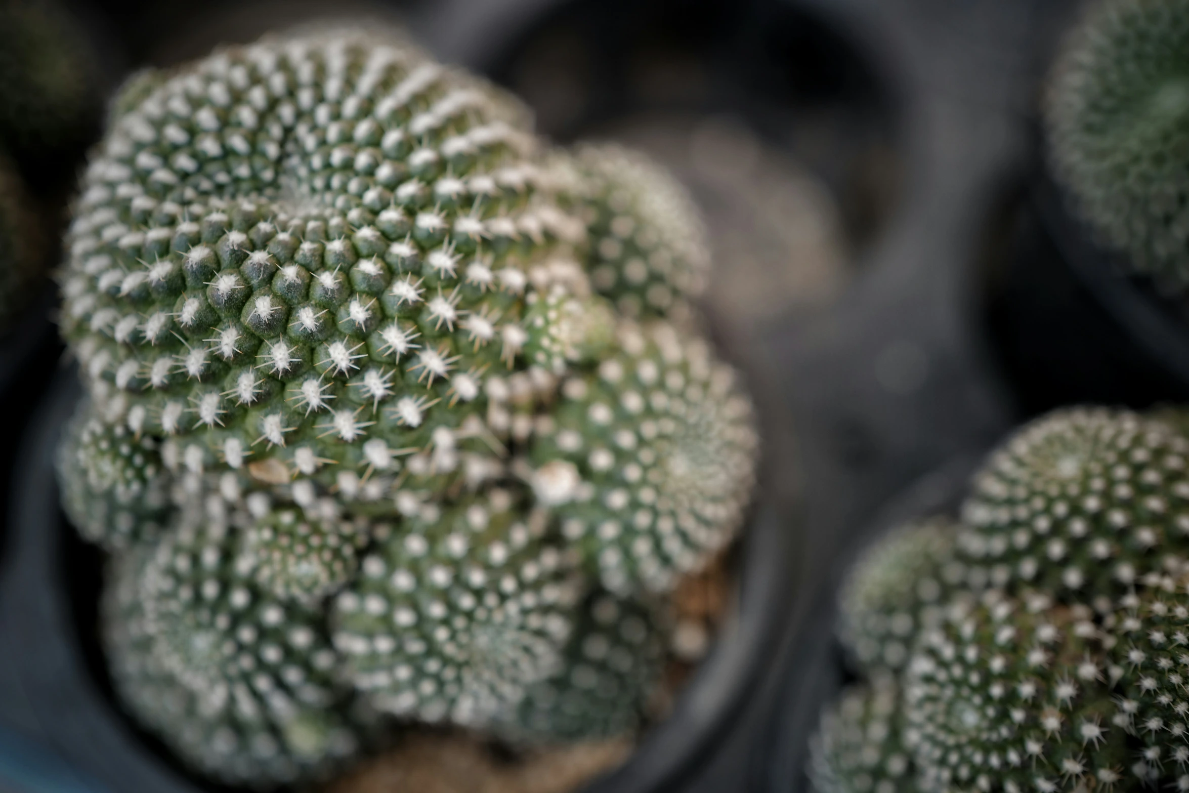 many small cactus plants in a flower pot