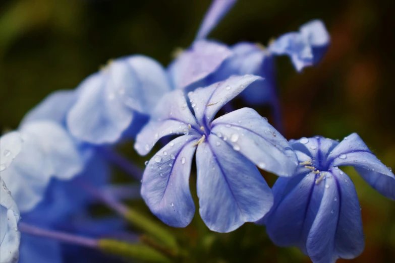 blue flowers are blooming and a couple of leaves have sprinkles on them