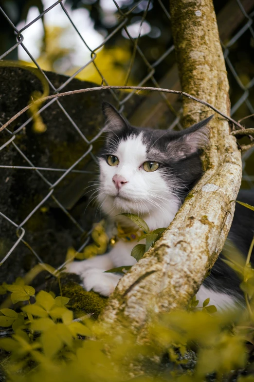 a cat sitting in the shade behind a chain link fence