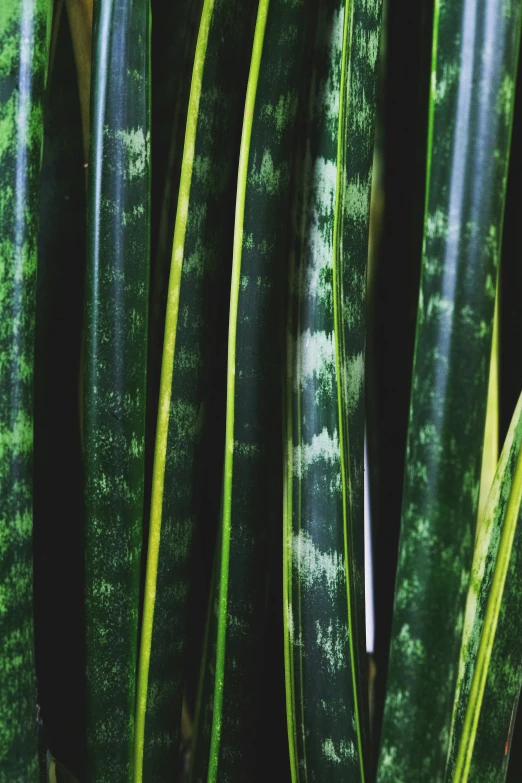 this green plant has leaves with a lot of water