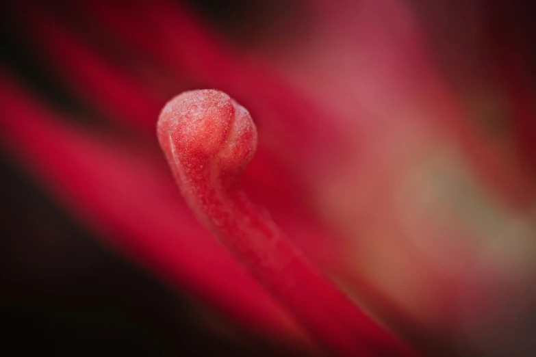 an image of a red flower with water droplets