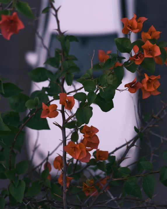 a potted plant with red flowers and green leaves