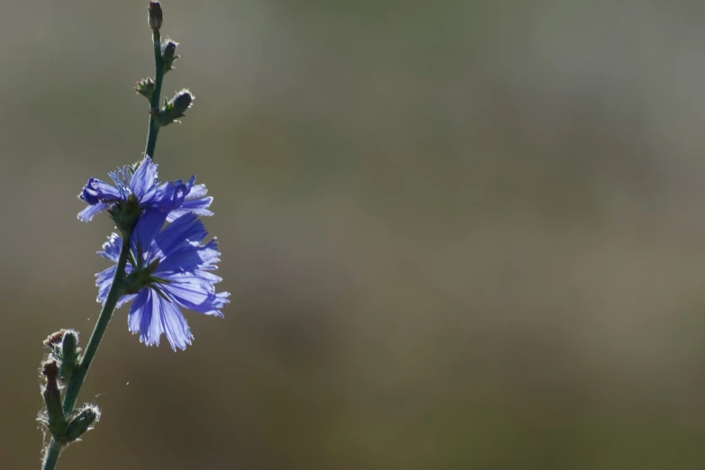 a blue flower with rain drops on it