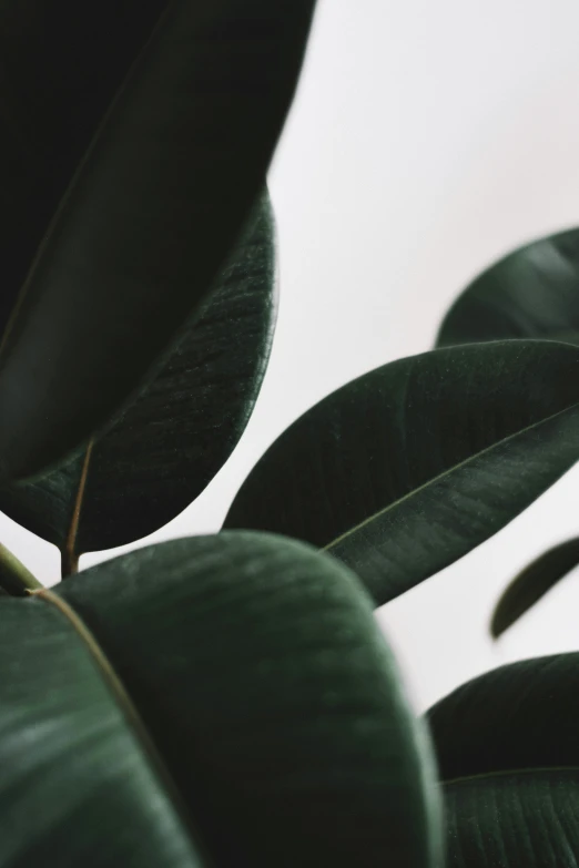 the leaves of a tropical plant in a white sky