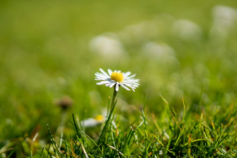 the white and yellow flower has a green background