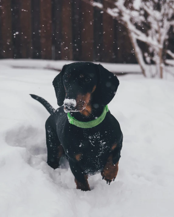 a black and tan dog in the snow