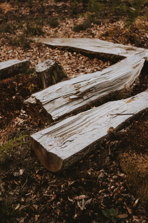 three wood logs sitting in some leaves by some trees