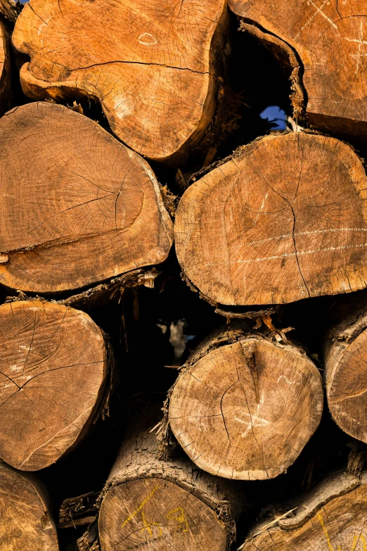 a bunch of cut up tree trunks stacked on top of each other