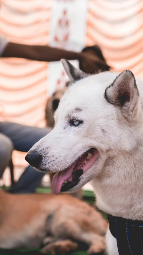 a white dog with it's head turned to the side