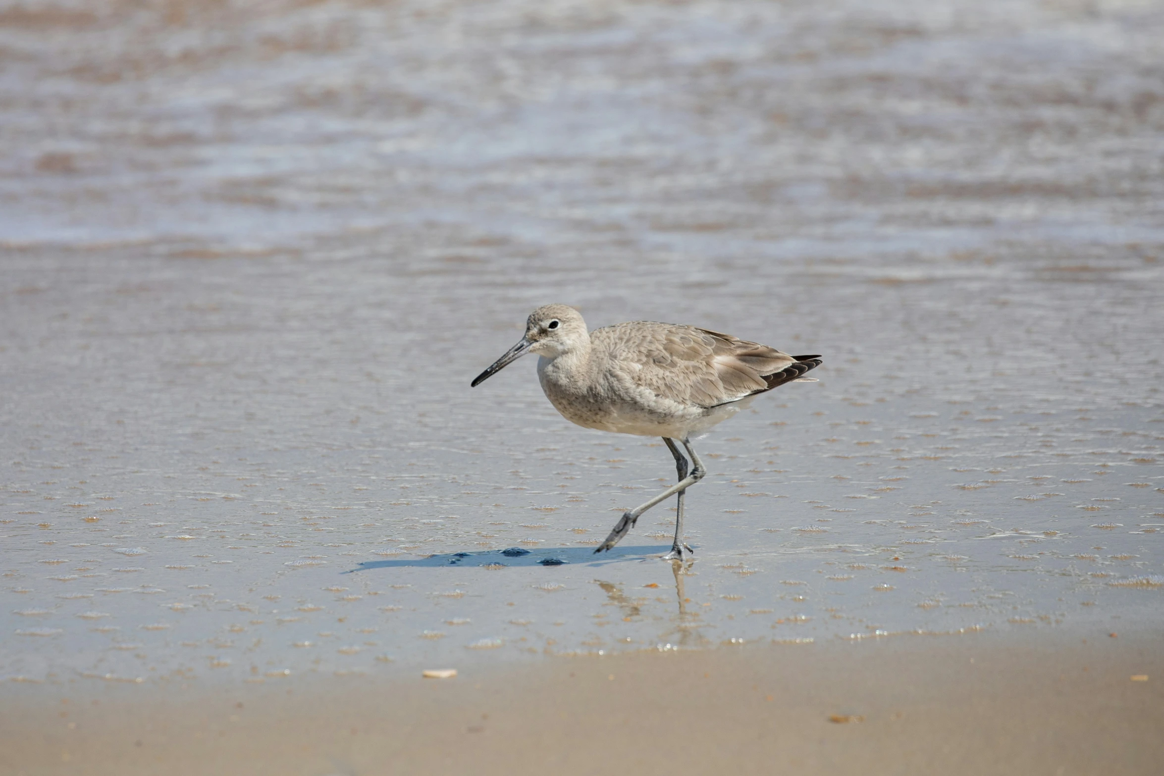 a bird is standing on a beach sand