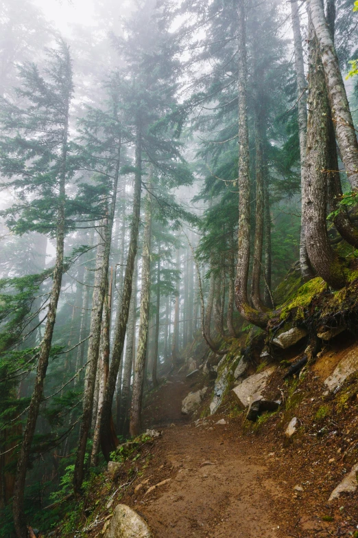 the trail that is winding through the dense woods