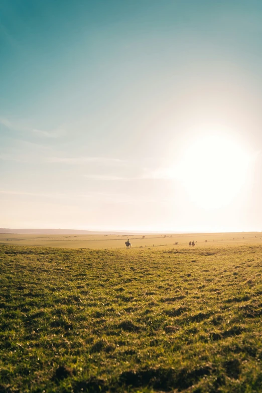 animals standing on the grass in a large field at sunset