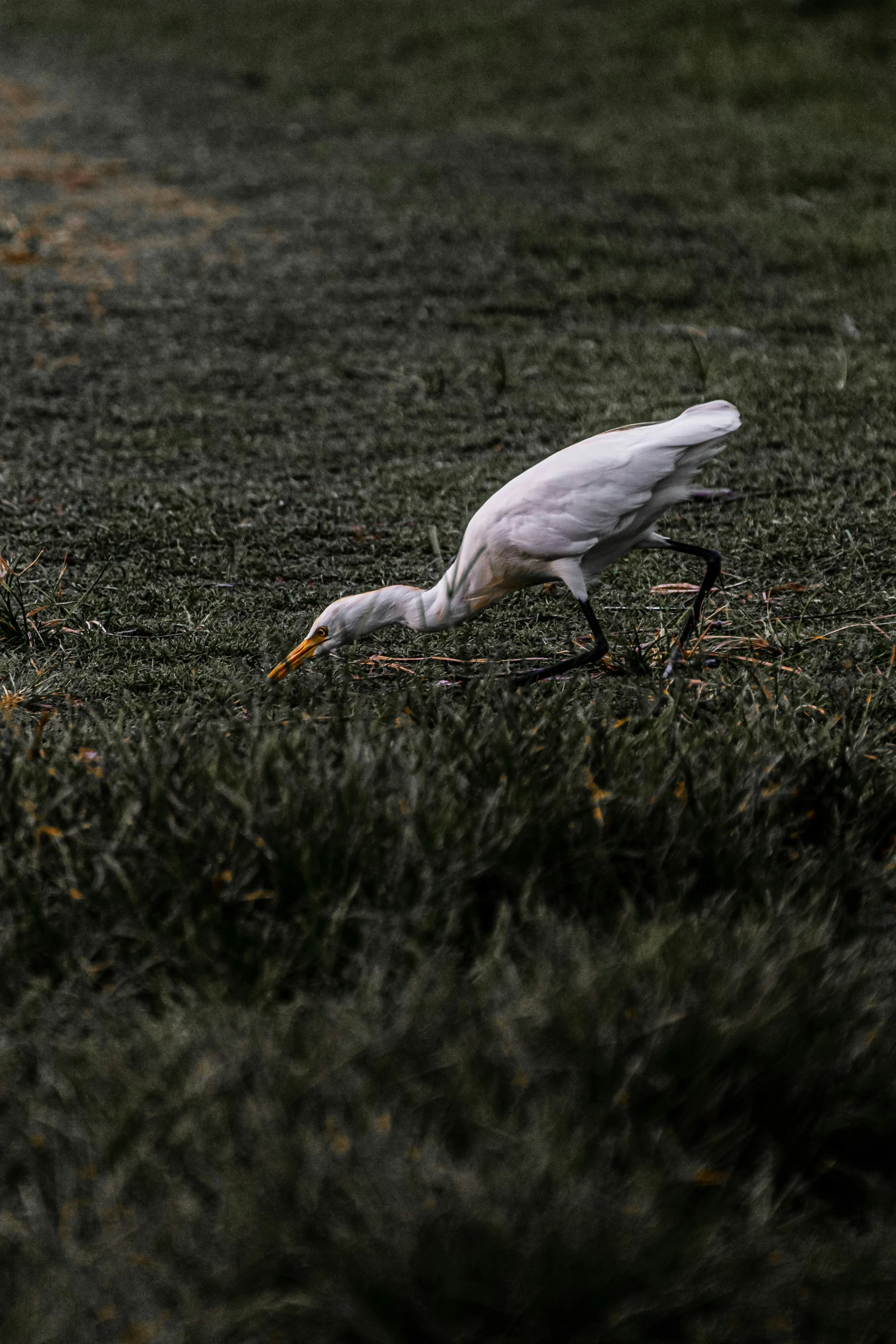 white bird with an outstretched leg walking through the grass