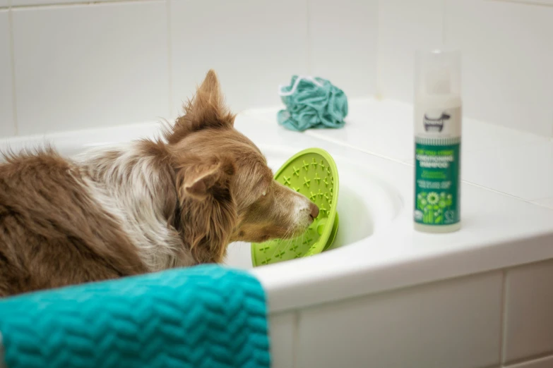 a dog sitting in a bath tub looking at soing