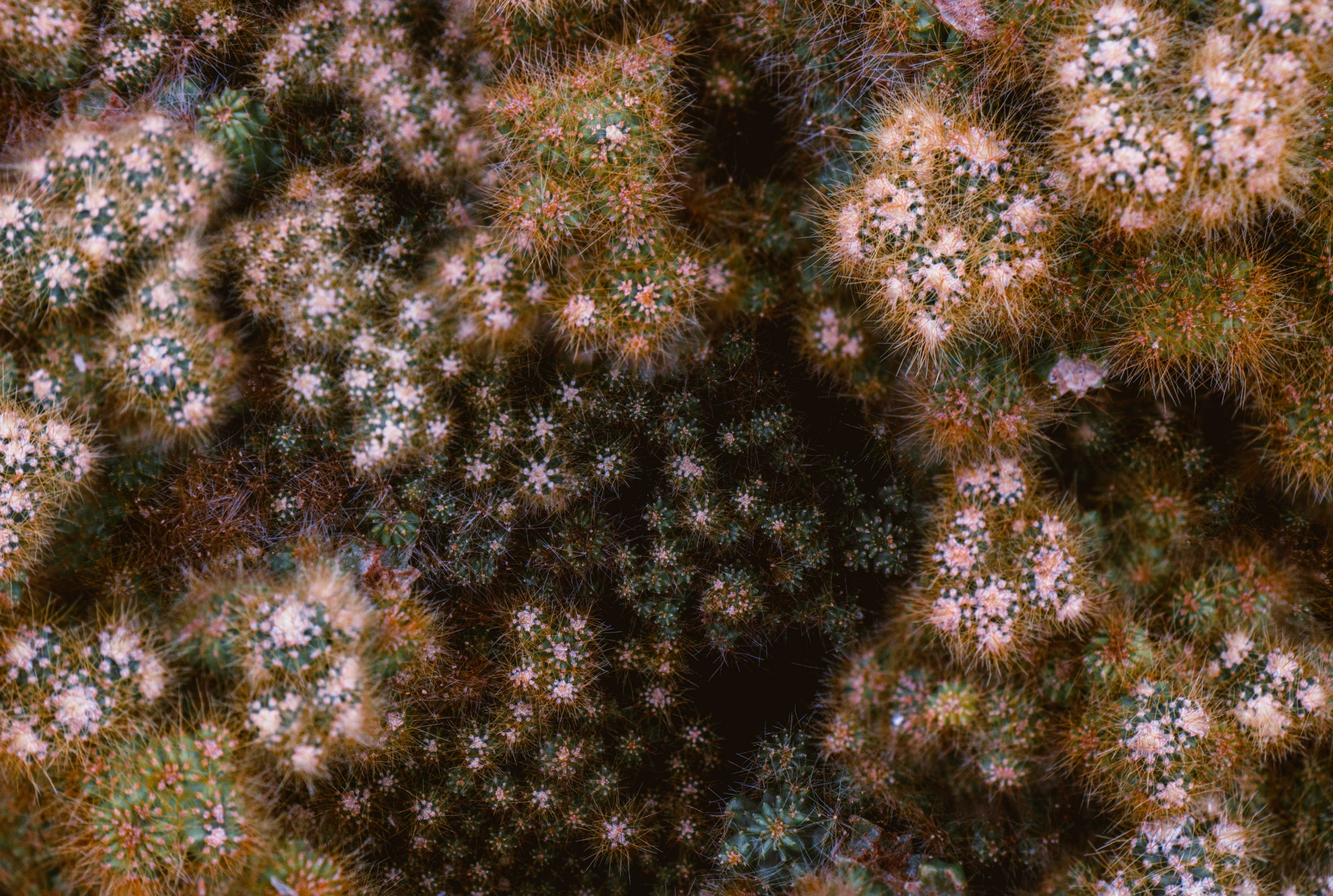 a computer generated picture of flowers and leaves