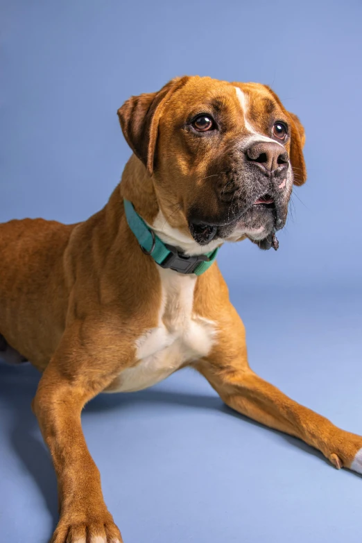 a dog on the ground has a blue collar and white feet