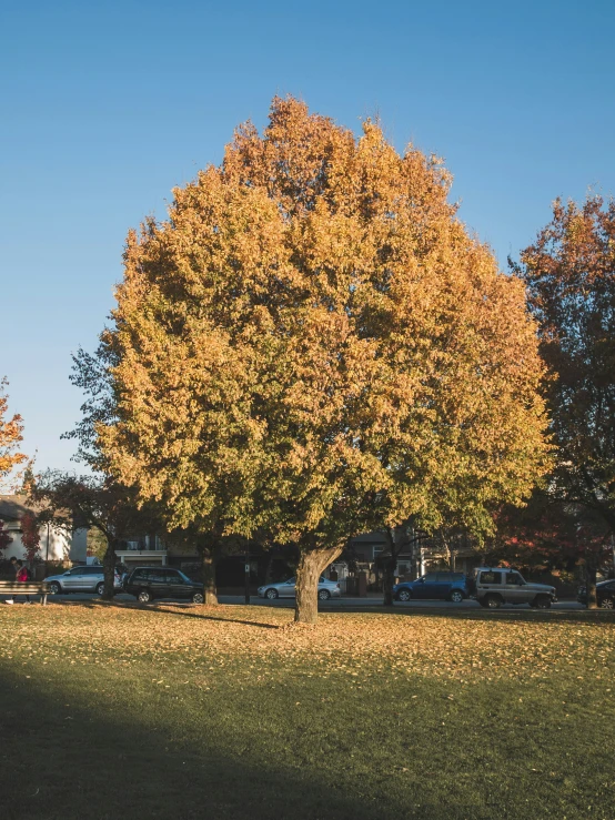 a tree that is in the middle of a park