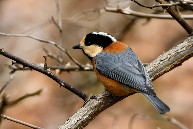 a brown, black, and blue bird perched on a nch