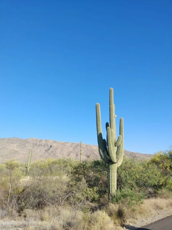 a cactus sits in the middle of the desert