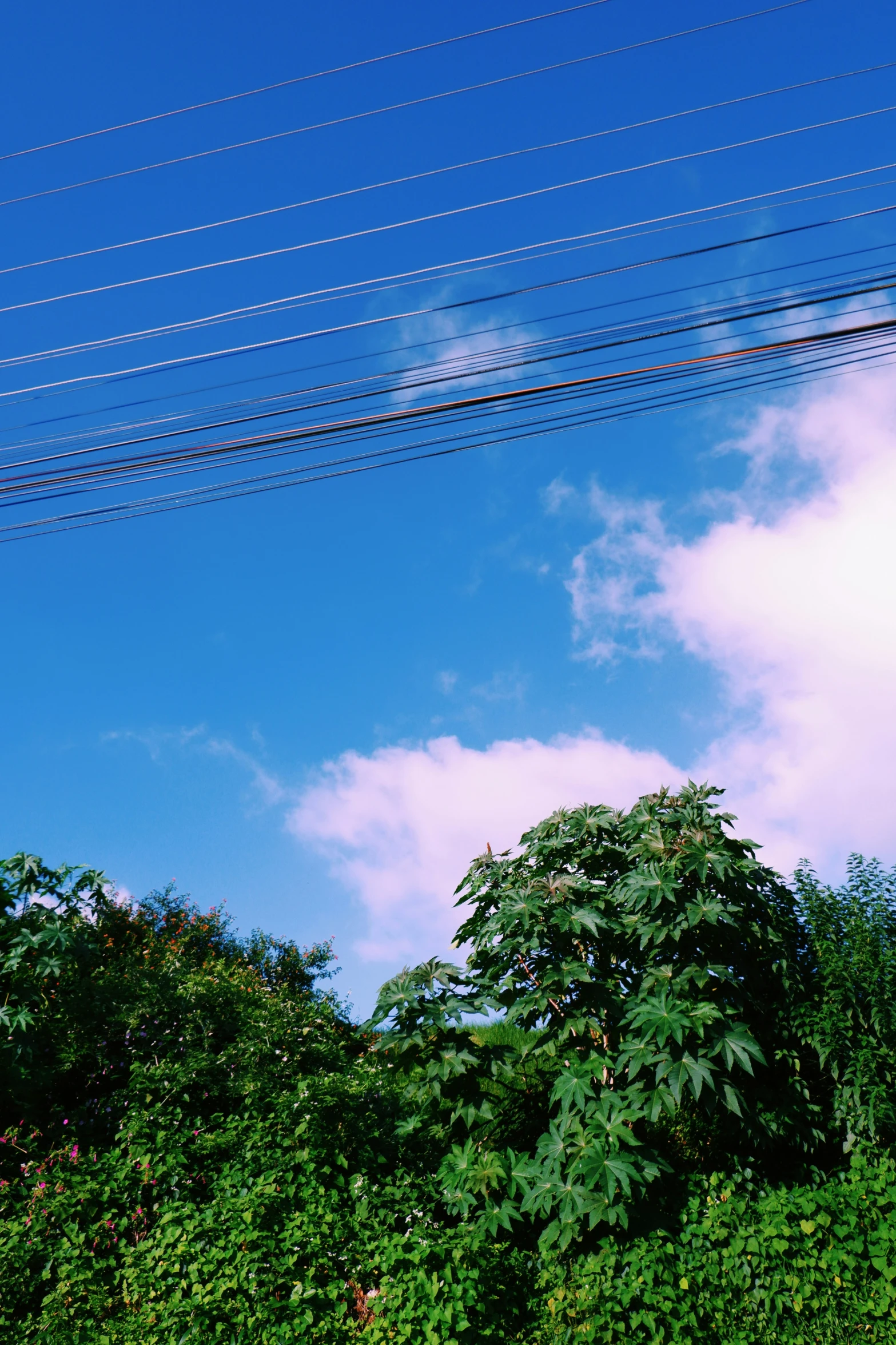 there are many power lines in the air above trees