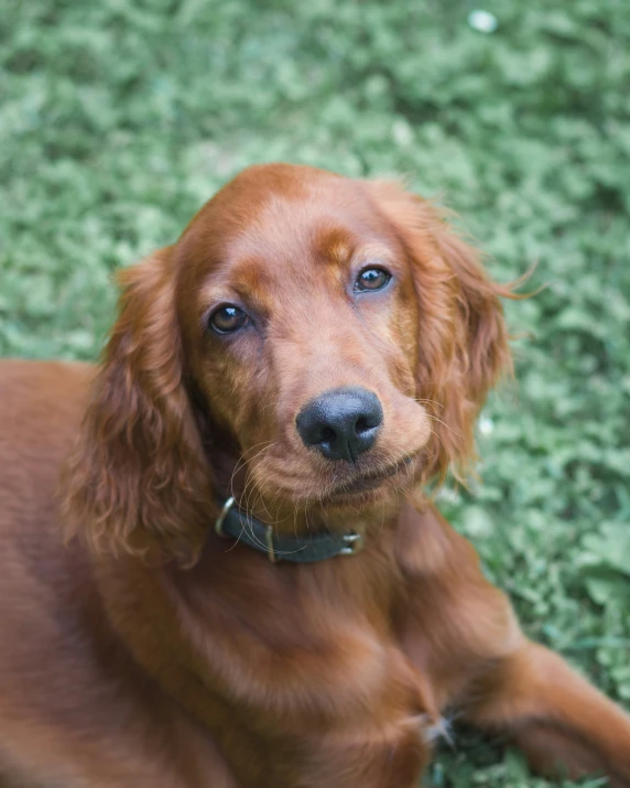 a dog lying in a field with green grass