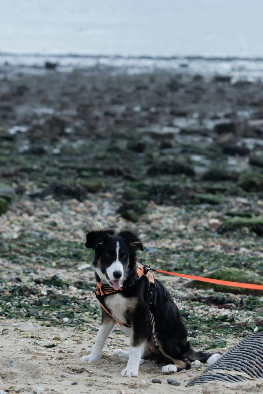 a dog that is sitting on a leash in the sand