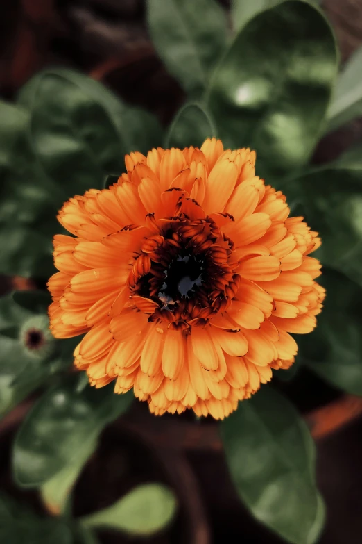 an orange flower has brown centers in a bed