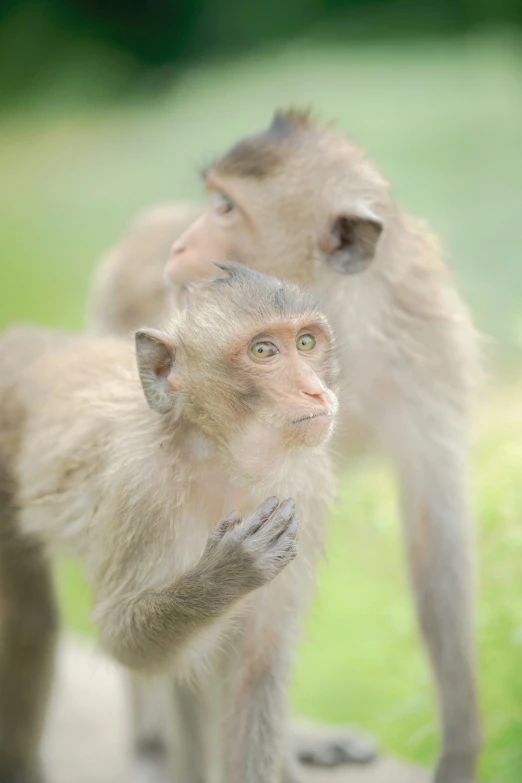 a mother monkey and baby one with its mouth open