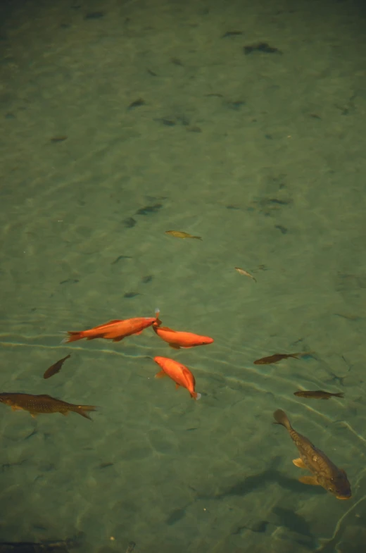 goldfish swimming in shallow water at a stream