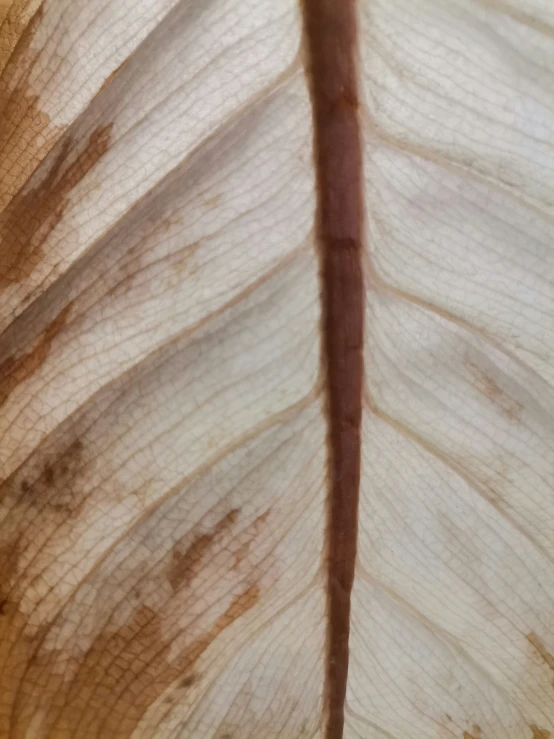 a closeup of a leaf with chipped edges