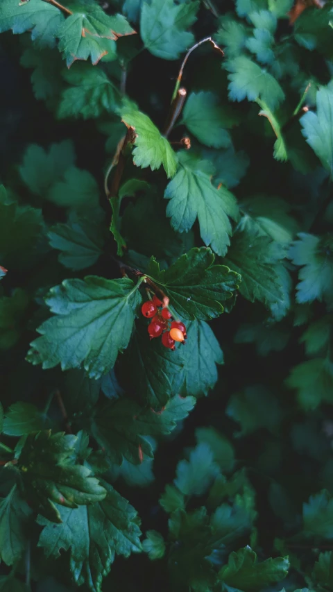 leaves and berries on a bright green tree