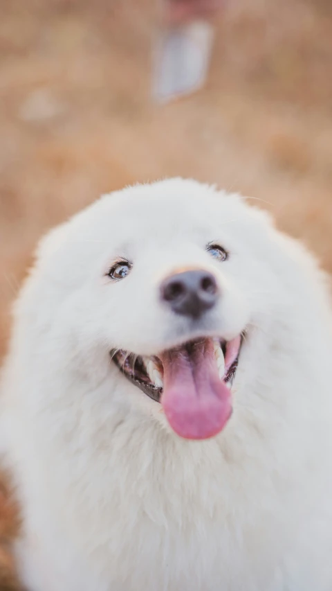 the fluffy white dog is looking up at the camera