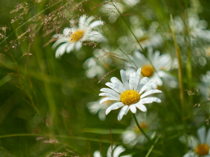 some white daisies in some grass and plants
