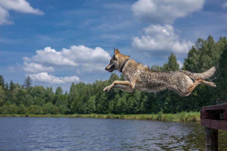 a dog jumping off of a dock into the water