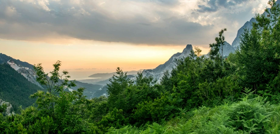 trees and vegetation in the foreground with mountains to the right