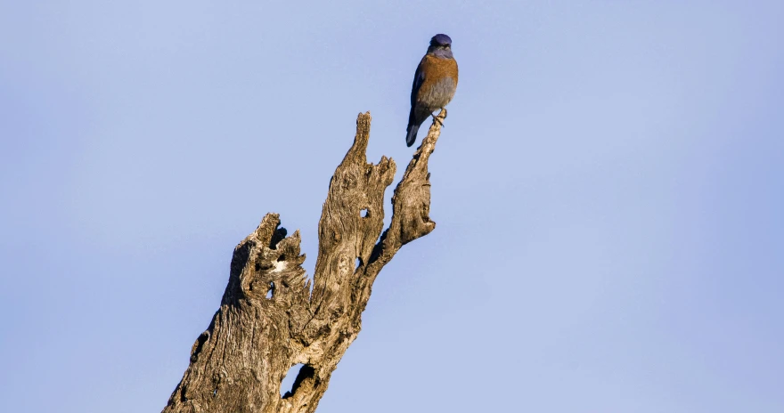 a bird is perched on a tree limb