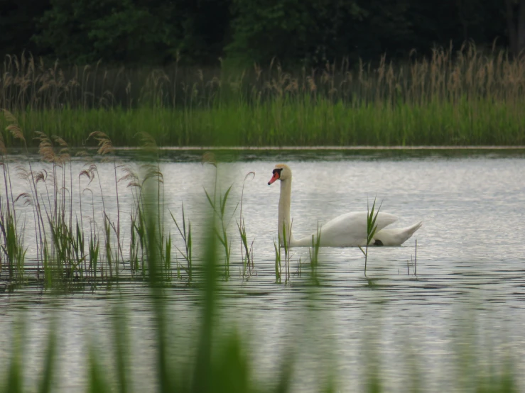 a swan swimming across a lake surrounded by tall grass