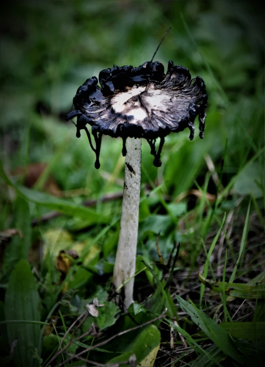 a mushroom with a black stem sits on the ground