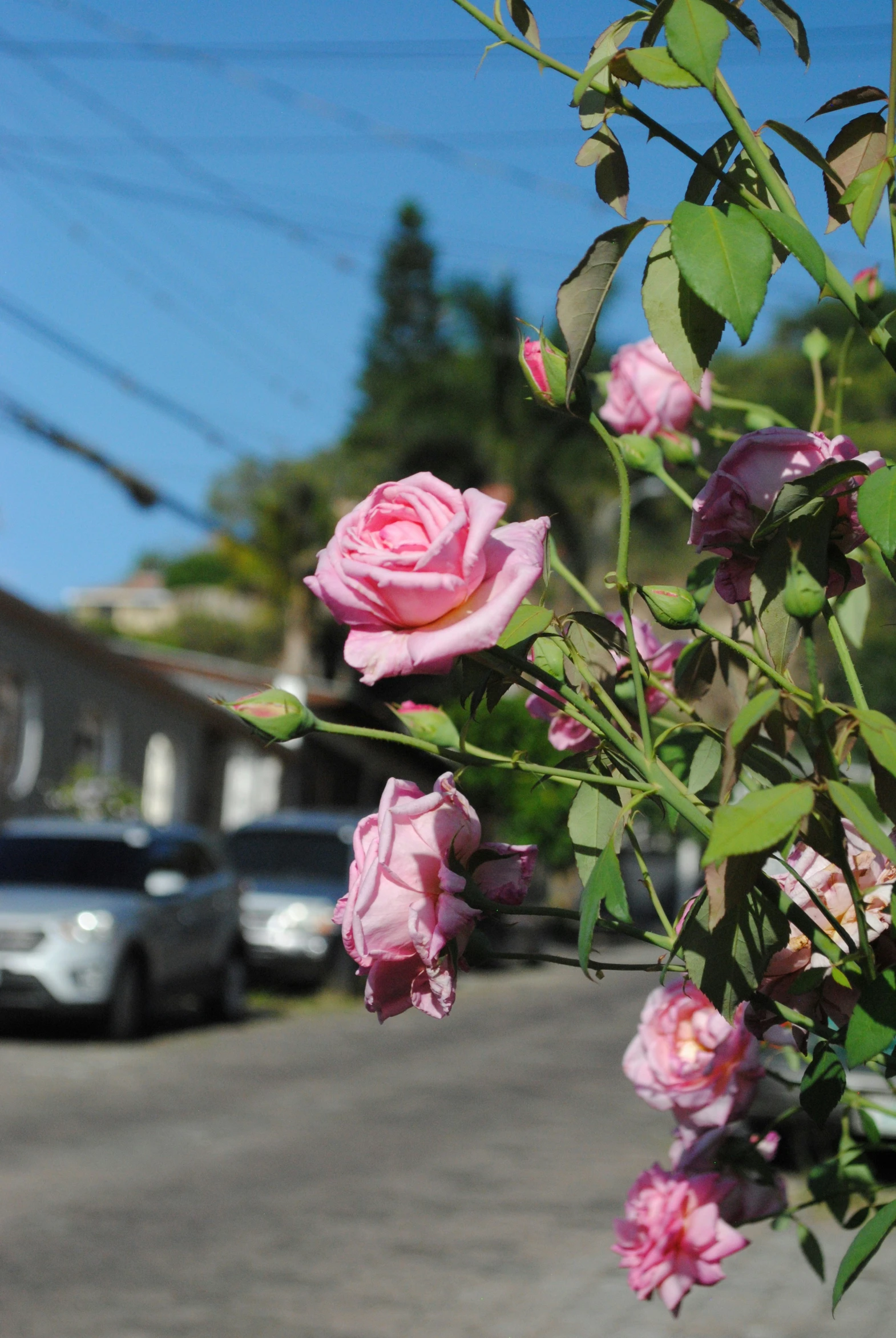 many pink roses are in a vase on the street