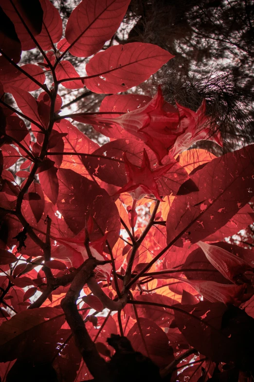 a large tree is decorated with red leaves