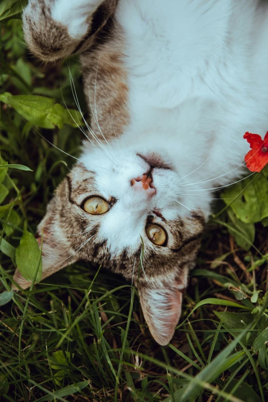 cat lays on its side in some flowers