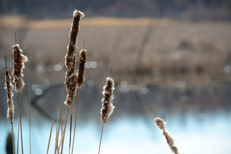 tall grass next to water with snow on them