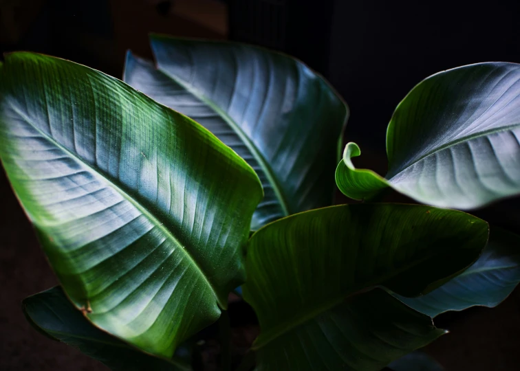 a green plant that is sitting next to some plants