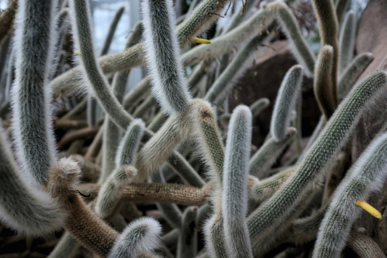 a bunch of green plants with little leaves and sharp edges