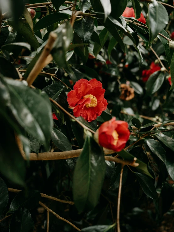 orange flowers growing along a thick leafy tree