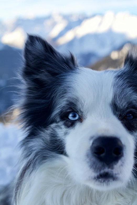 a dog with very big blue eyes standing in the snow