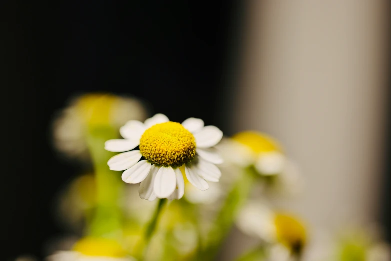 there are many daisies in the middle of some sort