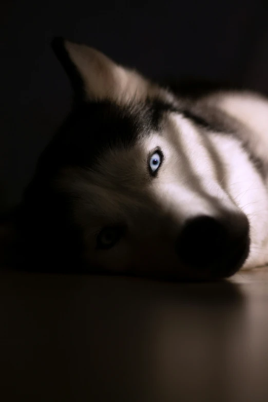 a husky looking at the camera with eyes wide open